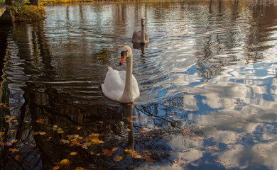 Swans in a pond on an autumn day