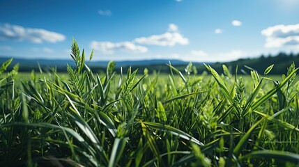 Obraz premium Green grass and blue sky with white clouds in the background. Shallow depth of field, Lush Green Grass and Clear Sky