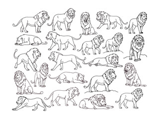 Lion Line Art Vector Set – Sitting, Walking, Roaring Jungle King Outlines Collection .


