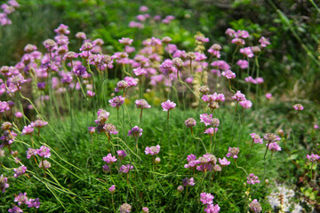 Fototapeta premium Armérie maritime