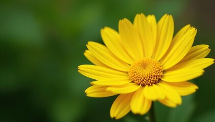 Close-up vibrant yellow daisy head, delicate petals , flower, garden, bloom
