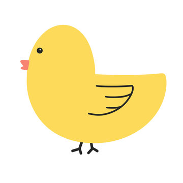 cute yellow chick 