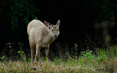 Sambar deer in profile standing on grassland
