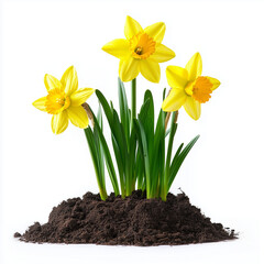 Obraz premium Easter Yellow Daffodils Growing from Soil Isolated on White Background