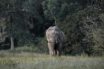 Wild elephant walking through grassland at forest edge