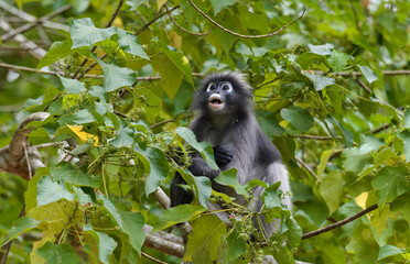 Obraz premium Dusky leaf monkey looking up in forest tree