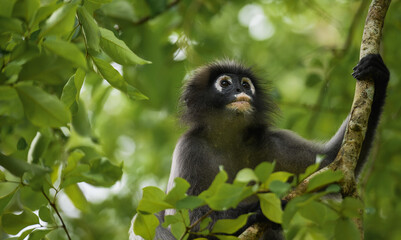 Dusky leaf monkey looking up in forest tree