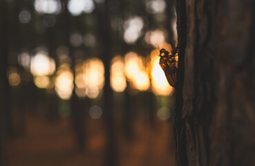Sunburst through pine trees in moody forest