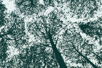 Abstract tree canopy in high contrast blue tone