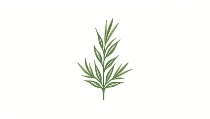Fototapeta premium rosemary on white background