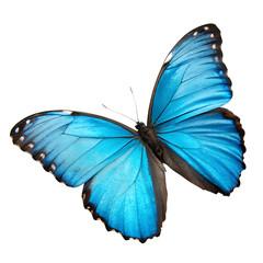 Vibrant Blue Morpho Butterfly on Transparent Background Isolated Insect High Resolution Image for Design Projects