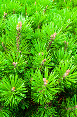 Pine tree background, pine tree branches with needles and cones