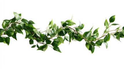 Green vine garland, realistic foliage
