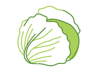 Cabbage vegetable isolated on white background. Flat vector illustration in minimal outline style