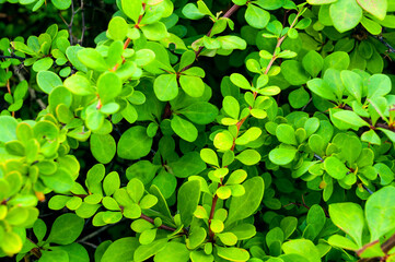 Green leaves of Japanese barberry or Berberis thunbergii