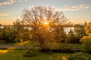 Historic Black Walnut Tree planted by Frederick Lane in the 1800's as an early settler to Lummi Island. Sunrise aerial view of this huge tree during it's early spring growth spurt.