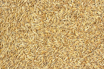 Raw oat grains background. Close-up of organic oat seeds for agriculture, food industry and farming