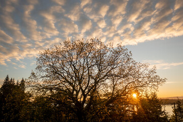 Historic Black Walnut Tree planted by Frederick Lane in the 1800's as an early settler to Lummi Island. Sunrise aerial view of this huge tree during it's early spring growth spurt.