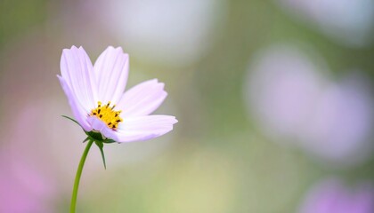 Delicate light pink cosmos flower with a yellow center, against a blurred green, pink background
