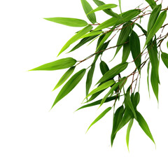 Fototapeta premium Bamboo leaves in bright green tones isolated on transparent background (5)