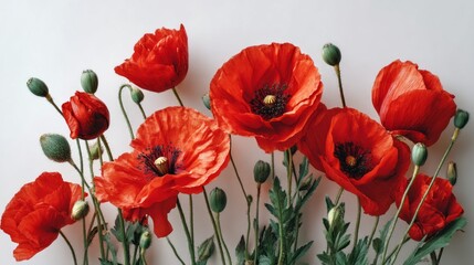 Fototapeta premium A bouquet of red poppies arranged in a row