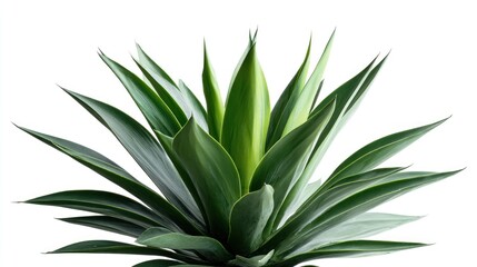 Fototapeta premium Vibrant agave plant with pointed leaves