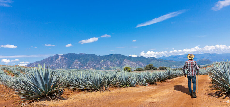 Jimador man working the field of  agave industry