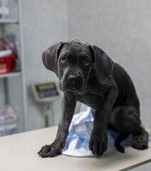 Cane corso puppy sitting on a medical examination table at a veterinary clinic, receiving a thorough check-up from a skilled veterinarian, showcasing its adorable features and playful demeanor.