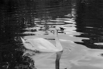 Mute swan (Cygnus olor), a species of swan swimming in water lake pond in black and white