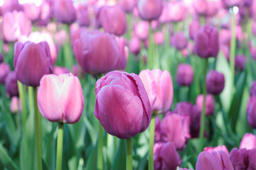Lots of dark pink and purple tulips growing outside at a tulip festival.