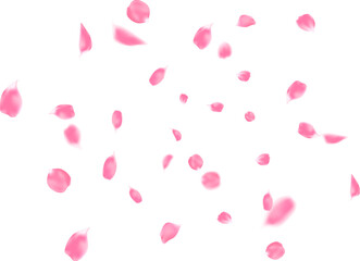 Celebration banner background with pink winding rose petal, anniversary, greeting illustration with fun explosion