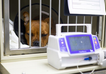 Brown dog resting in a veterinary clinic cage wearing an elizabethan collar, recovering from...