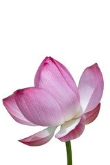 pink lotus flower isolated on white background