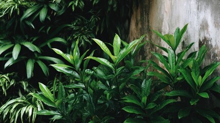 Obraz premium Lush greenery against a weathered wall