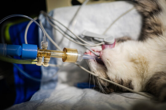 A cat under anesthesia on the operating table. A veterinarian prepares the cat for surgery by performing endotracheal intubation to ensure the cat's airway is secure during the procedure.