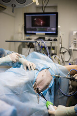 Veterinarians perform minimally invasive laparoscopic surgery on a dog lying on an operating table, using special instruments and a monitor that displays internal organs. Pet surgery.