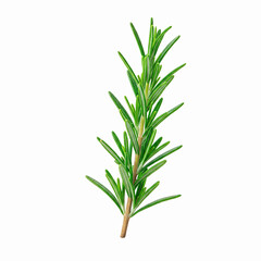 Fototapeta premium Fresh rosemary twig isolated on white background. Top view.