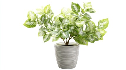 Fototapeta premium Small potted plant with variegated leaves