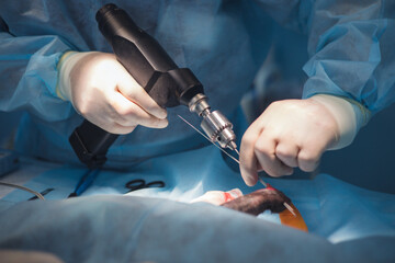 A veterinary surgeon uses a surgical drill during orthopedic surgery on an animal's limb, demonstrating precision and advanced veterinary medicine techniques. Stabilizing a pet's limb fracture.