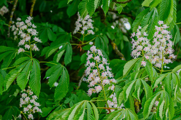 Beautiful flowering chestnut tree with lush green leaves in a serene natural setting during spring