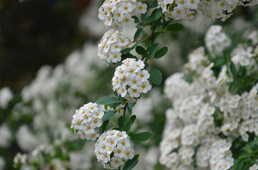 Spiraea 'Arguta'(Bridal wreath) blooming branch with clusters of small white flowers and green leaves.closeup photo .Gardening ,landscaping concept. Free copy space.