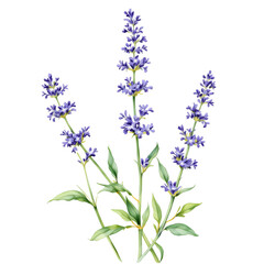 Fototapeta premium forget me not