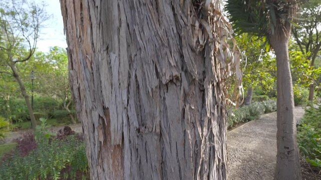 Close up details of a Eucalyptus trunk and its bark texture in a serene botanical garden setting