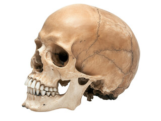 Realistic human skull model showcasing detailed anatomy and dental structure, isolated on transparent background, png