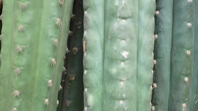 Detailed view highlighting textural details of San Pedro cactus, sacred medicinal plant native to Andean regions, representing indigenous heritage