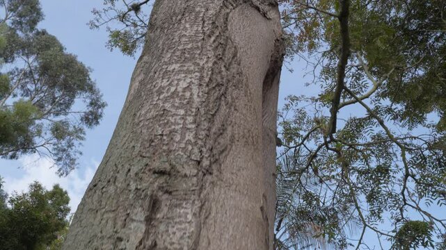 Close up view of a Juglans neotropica tree trunk, also known as Andean walnut or Cedro negro, showcasing its textured bark and lush green canopy