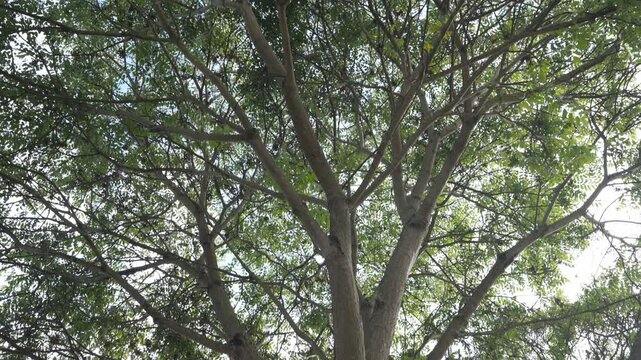 Multiple perspectives of a Cedrela montana tree, also known as Andean cedar, showcasing its unique features and lush foliage