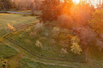 Aerial springtime view of an apple orchard with blossoming apple trees. Beautiful morning light illuminates this orchard as spring takes over with a promise of a bountiful apple harvest.