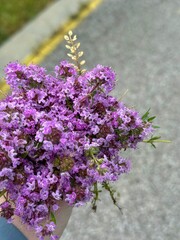 lilac flowers in the garden