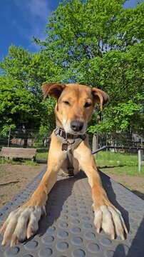 Funny mongrel dog relaxing on agility ramp at dog park. adorable doggy is lying stretched out with its front paws extended, enjoying the moment outdoors. Dog looking at camera and licking its lips